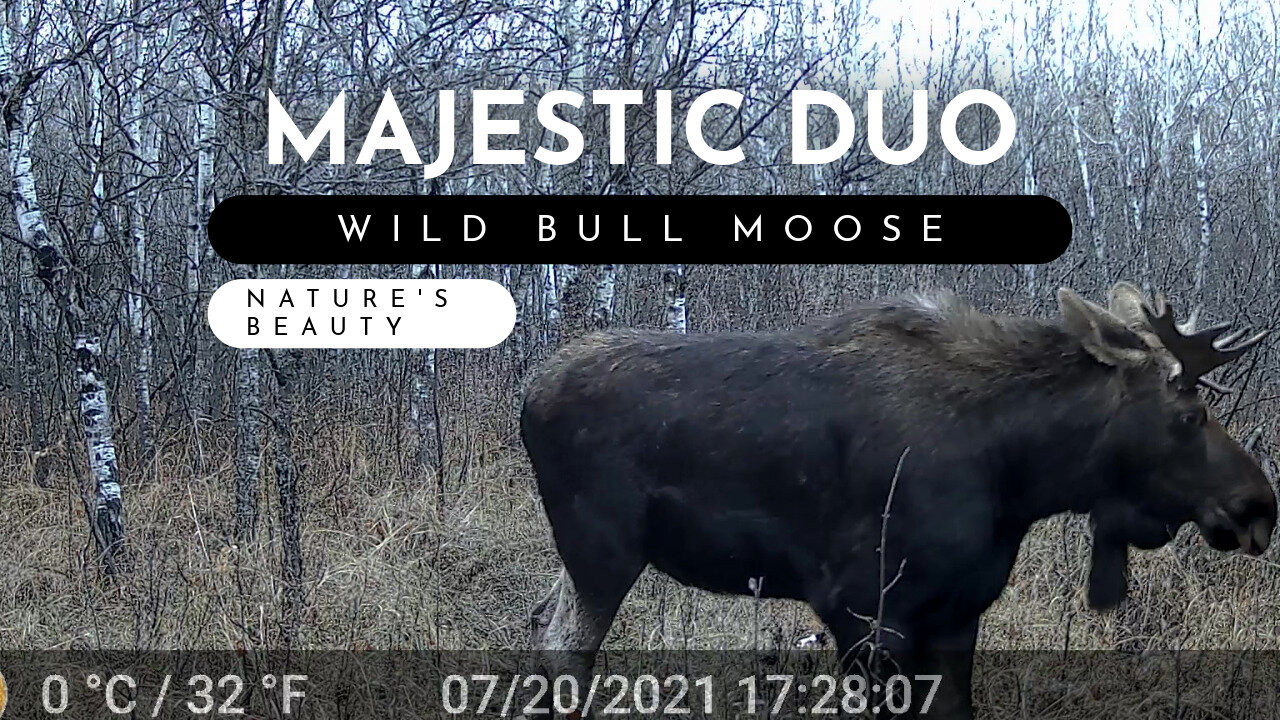 Pair Of Bull Moose