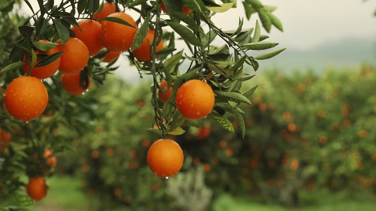 How Clementines Can Boost Your Immunity This Season! 💪🍊 #ClementineBenefits #CitrusLove