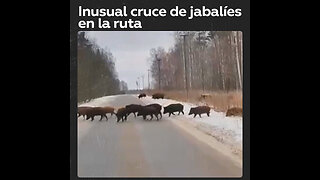 Inesperado encuentro: jabalíes cruzan la carretera