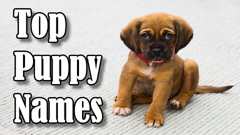 Top 10 Most Popular Dog & Puppy Names in 2025