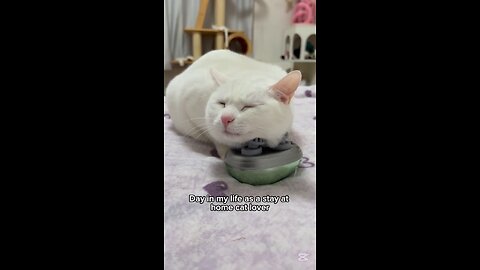 Adorable #cat 4
