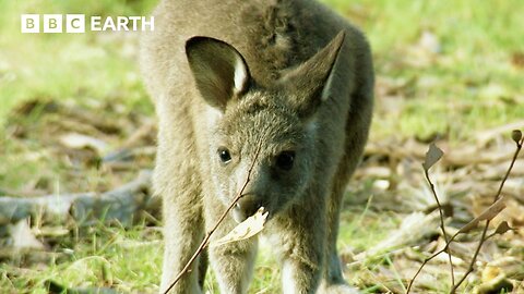 Spend Time With Kangaroos And Their Babies | Animal ASMR | BBC Earth