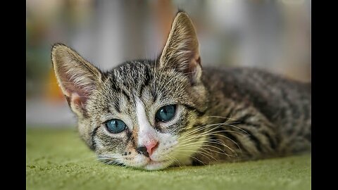Funny Cat video ! 😺 