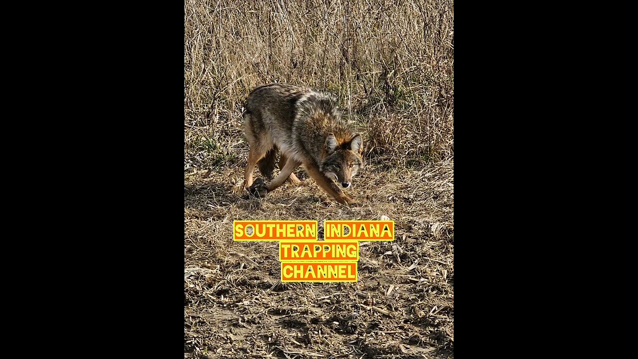 Coyotes sets out 1-3-2025 #trapping#coyotes