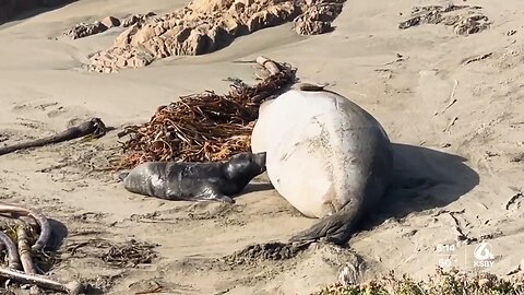 Marine Mammal Center hoping to reduce number of human interactions with marine mammals