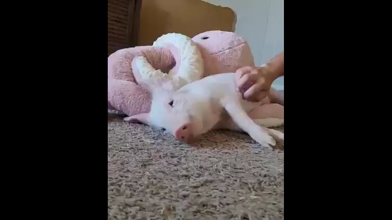 baby pig