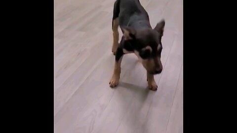 funny animal