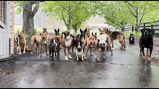 Amazing dogs 🐶 trending video