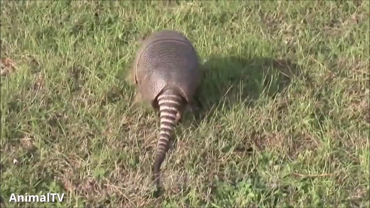 Don't miss out to see the fantastic Nature of Armadillos playing!