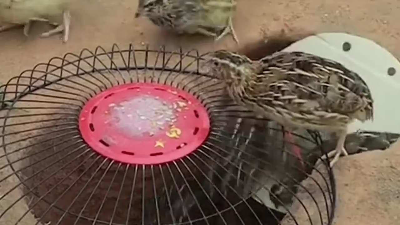 Menangkap Burung Puyuh #shorts #shortvideo #short #viralvideo #video