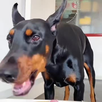 "Feeding Time Fun: Capturing Your Pet's Foodie Adventures"