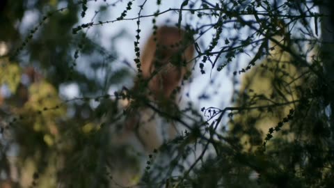 The Sandhamn Murders