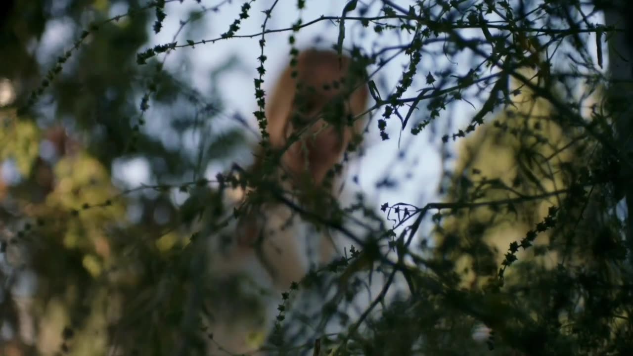 The Sandhamn Murders