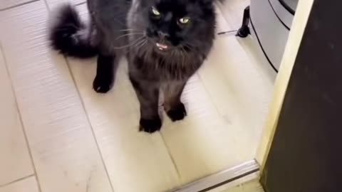 cat funny and cute videos try to laugh