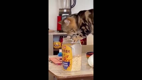 Funny animal videos 2023 - Funny cats/dogs - Funny animals - Part80/Haypyy Pett