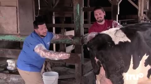 Impractical Jokers - Sal Delivers a Baby Cow (Punishment)