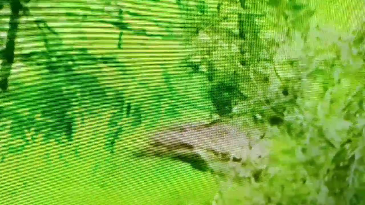 How Hippos Behave when alone!