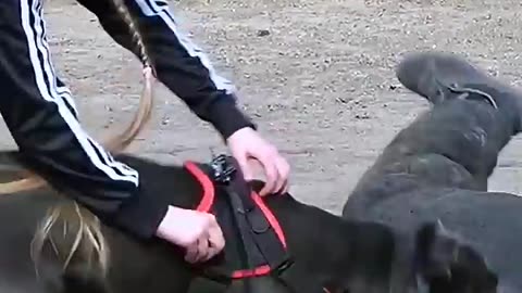 Bodyguard dog Cane Corso saves a girl from an "intruder".