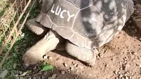 Meet Lucy, a 95 year old turtle