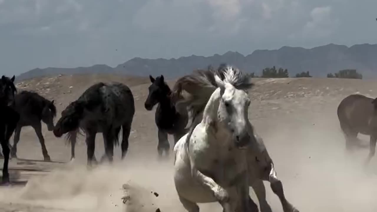 Horse video lover animal