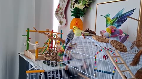 Splash, Splash, Budgie Bath!Adorable Budgies Water Fun Extravaganza!#birdbath #funnyparrots #cutepet