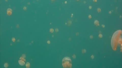 Indonesia - Misool Jellyfish Lake tour