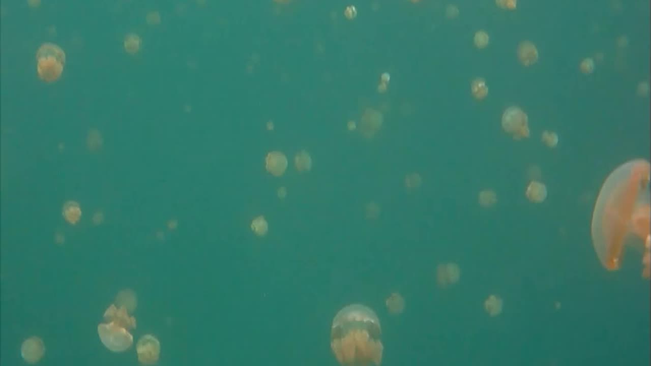 Indonesia - Misool Jellyfish Lake tour