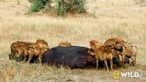 Animal Fight