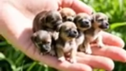 beautiful dogs