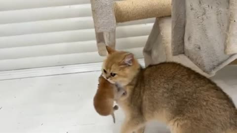 Cat Mom’s Sweet And Protective Care ! The Cutest Video Ever!