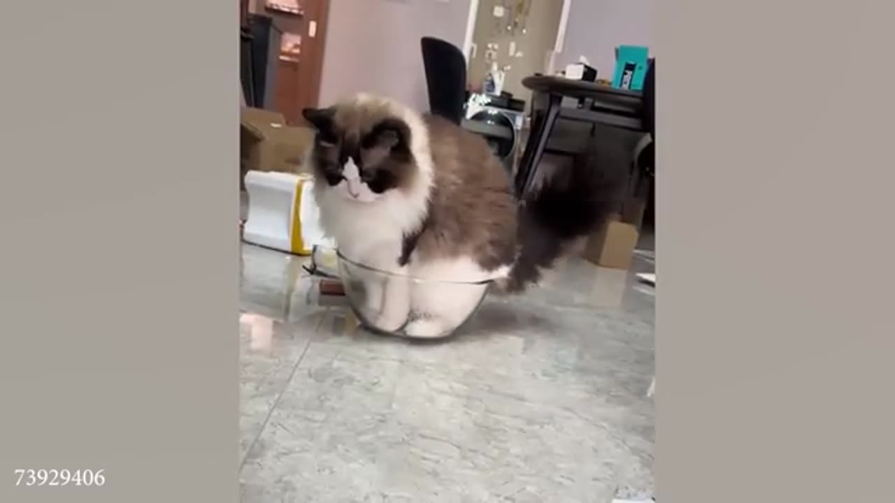 Funny video