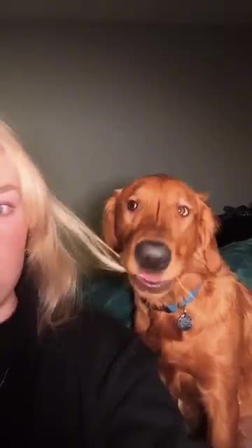 Funny dog ​​reactions