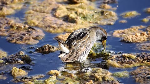 Sora Foraging