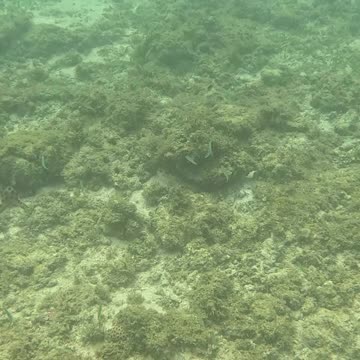 Beautiful Day of Snorkeling