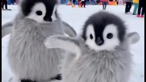 Cute baby penguin 🥰🥰❤️