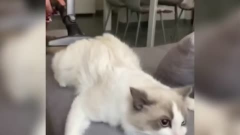 Meet this Rich cat enjoying special treatment