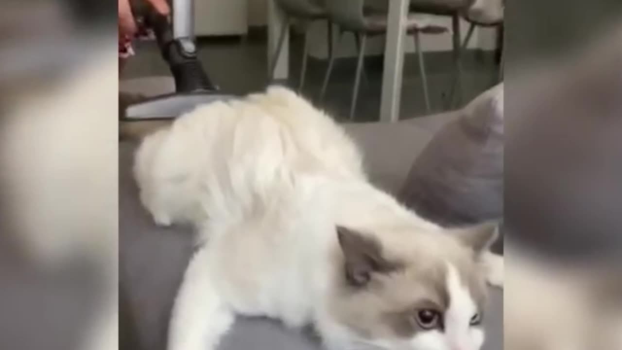 Meet this Rich cat enjoying special treatment