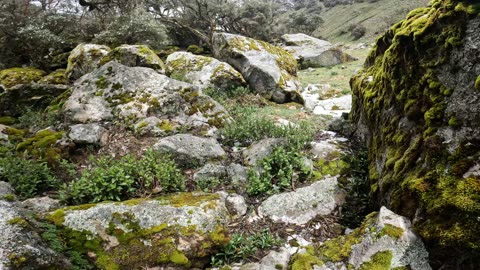 A wild Viscacha in Quebrada Llaca (Huaraz, Ancash, Peru)