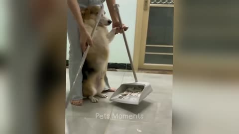 Funniest animals will make you laugh to die 😂 Cute cats and dogs ever 🤣