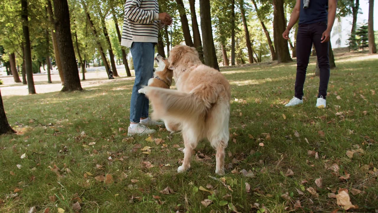 Dog funny moment