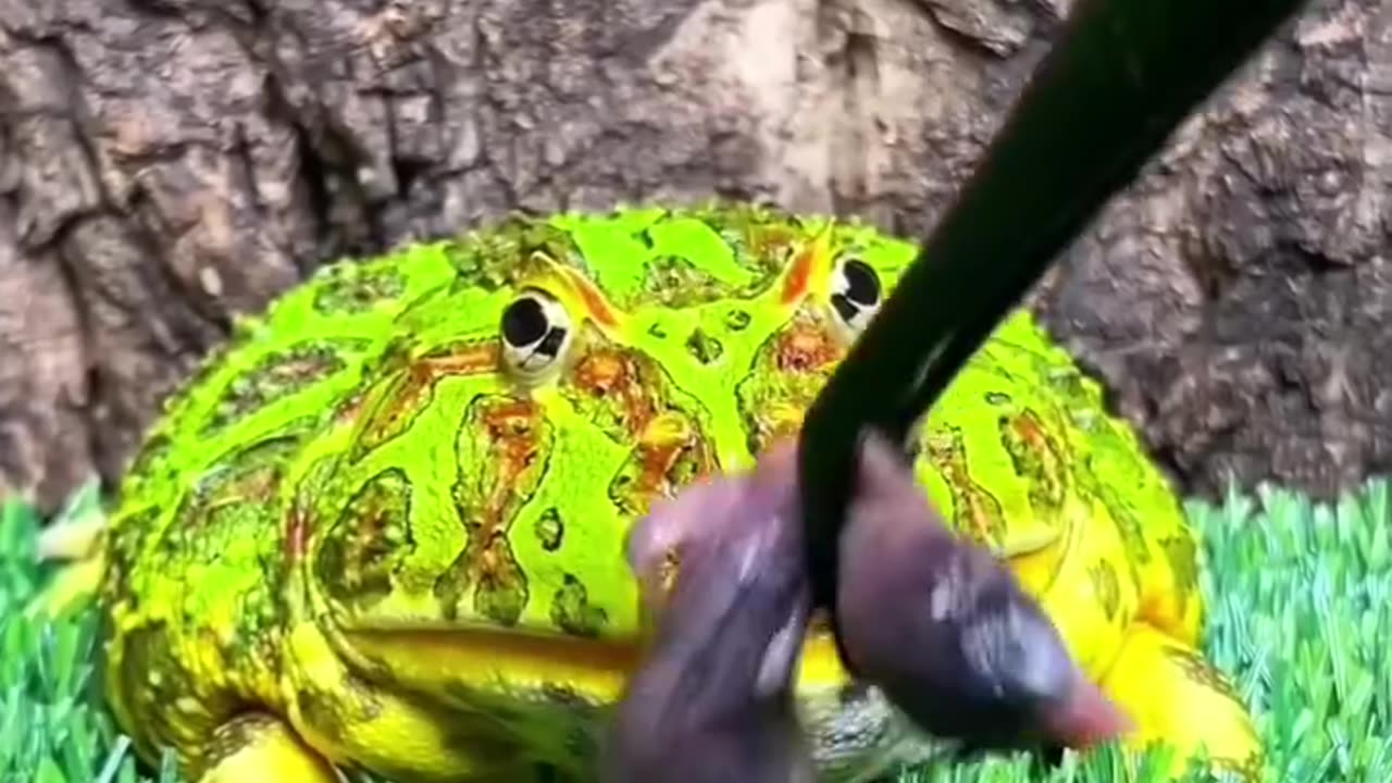 pac man frog part 2