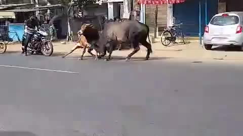 Bull vs bull vs humans