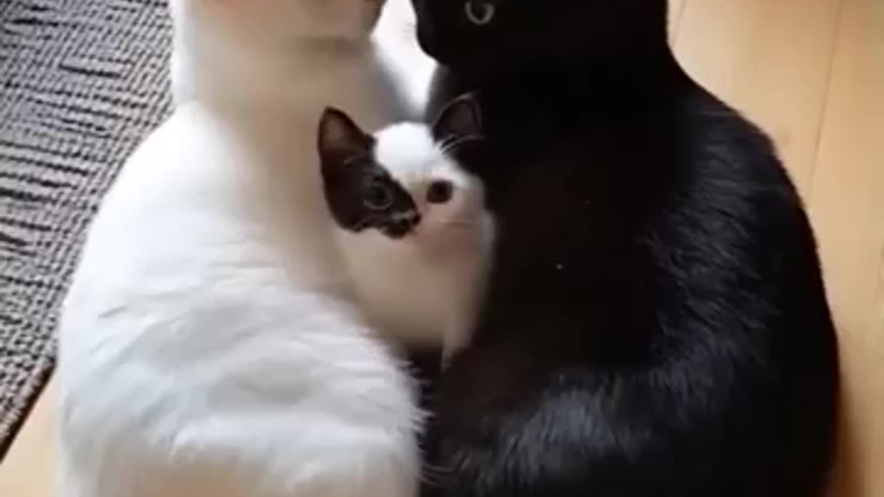 Family of Cats!