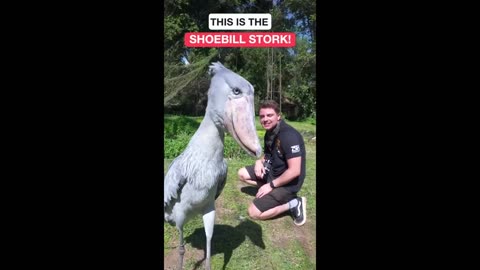 shoebill stork. nice pet bro