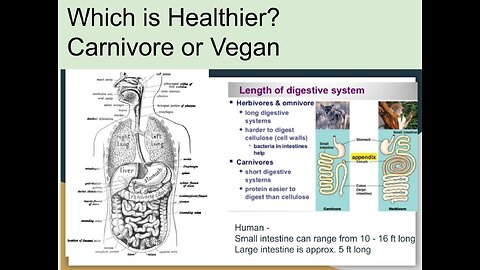 EP24 - Which is healthier - carnivore or vegan?