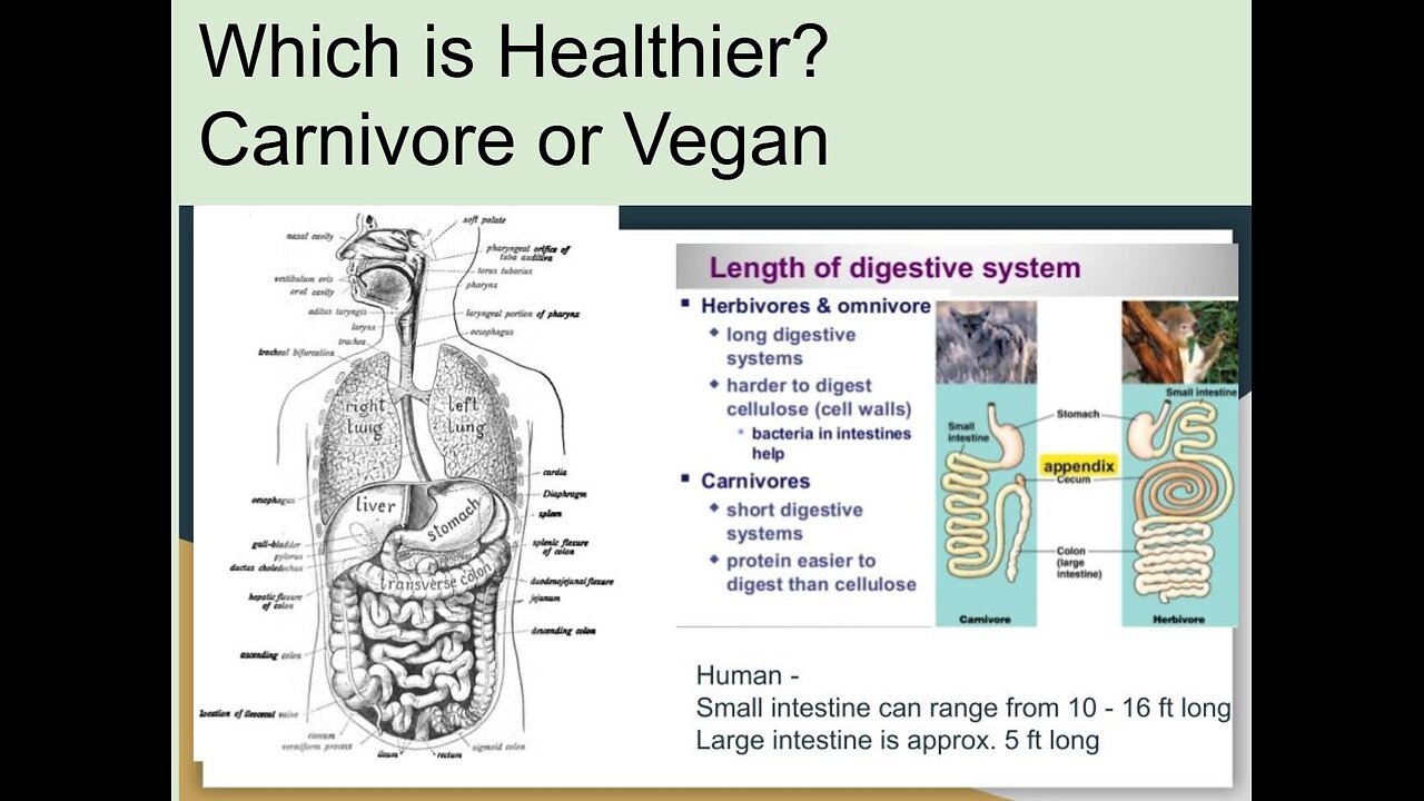 EP24 - Which is healthier - carnivore or vegan?
