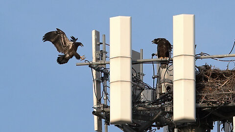 Eaglet Returns: A Heartwarming Journey Back to the Nest