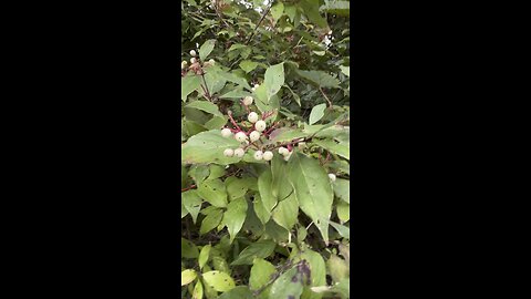 Native plant to the northern eastern half of the USA Cornus racemosa