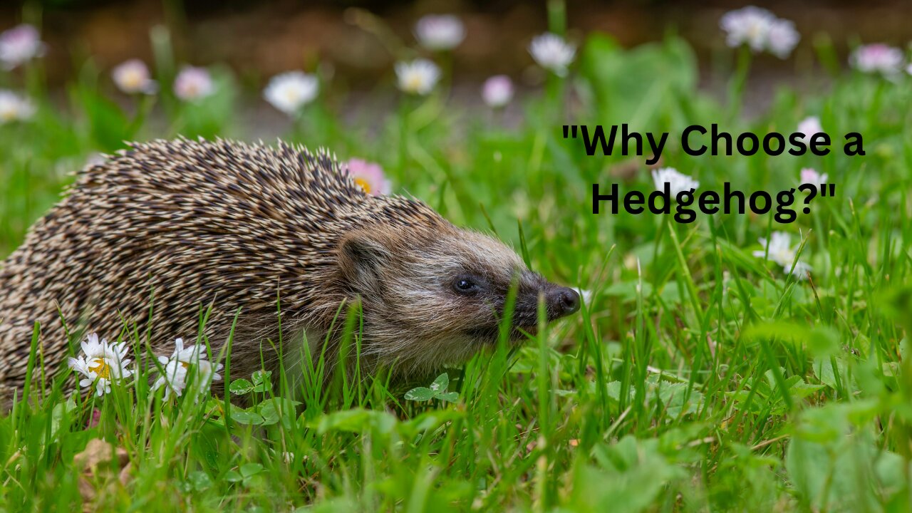 Why Hedgehogs Make Wonderful Pets