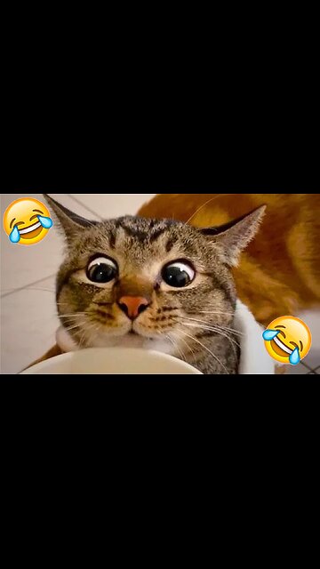 cat cuteness video | funny video